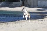 WHIPPET 183